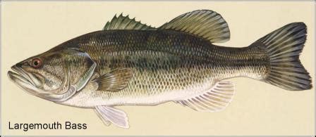 Largemouth Bass, Fishing Facts, Bass Habitat, Bass Spawn, Micropterus ...