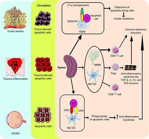 Spleen in innate and adaptive immunity regulation