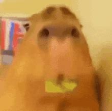 Capybara Eating GIF - Capybara Eating - Discover & Share GIFs