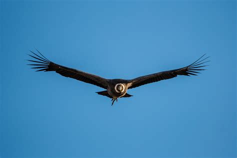 Andean Condor | Sean Crane Photography