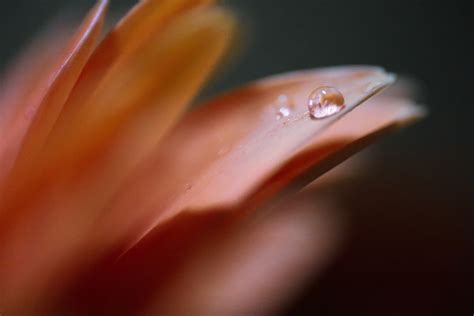 Macro flowers :: Behance