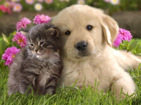 Cute Pictures of Puppies and Kittens Together