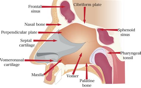 Anatomy of the Nose | Internal and External Nasal Structure
