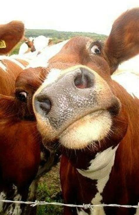 Pin by Sherry Armstrong-Seifert on "Makin me grin, smile, or laugh | Cows funny, Animals, Cute cows