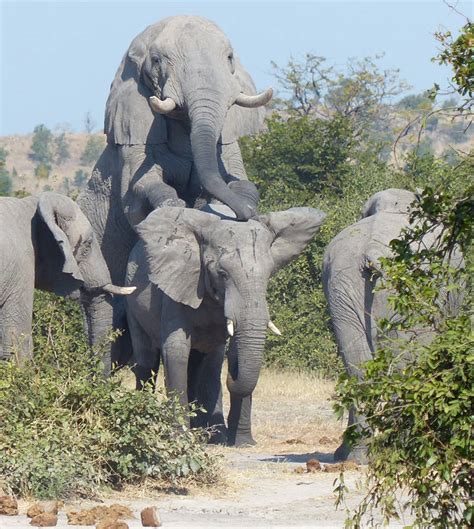 Mating elephants get busy on safari - Africa Geographic