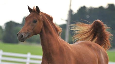 Chestnut Horse Names (Gelding, Stallion, And Mare Ideas) - AHF