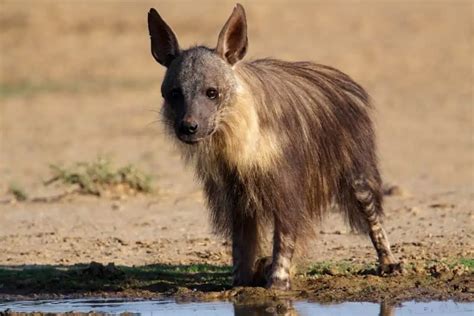 10 Brown Hyena Facts (You Probably Didn't Know)