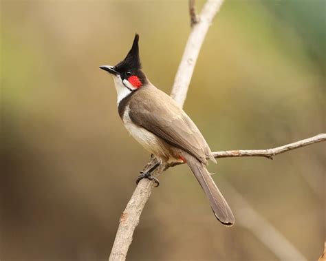 Red-Whiskered Bulbul - Facts, Diet, Habitat & Pictures on Animalia.bio