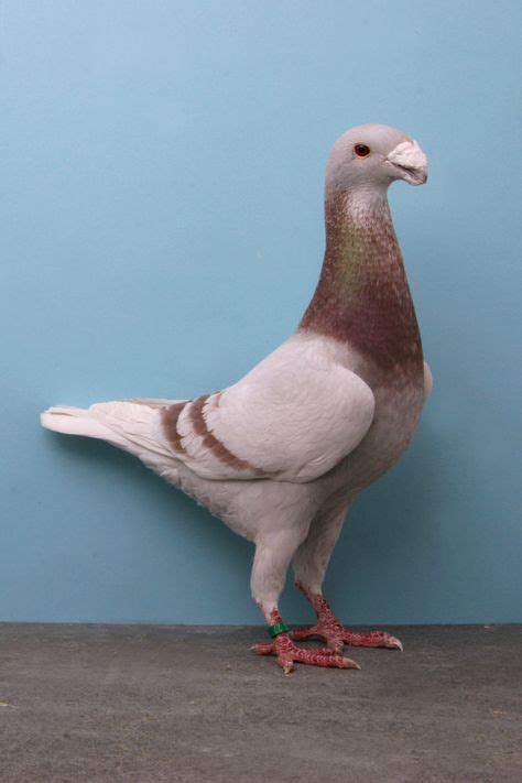 30+ Best English carrier pigeon images | pigeon, pigeon breeds, carriers