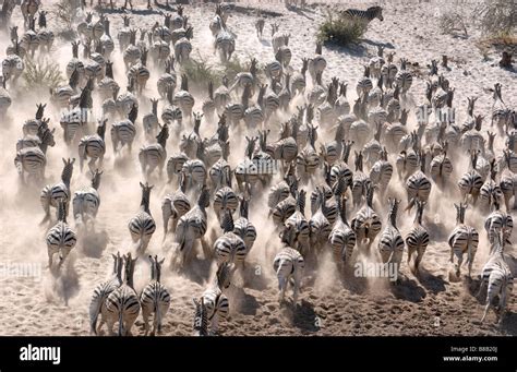 Zebra herd running Stock Photo - Alamy