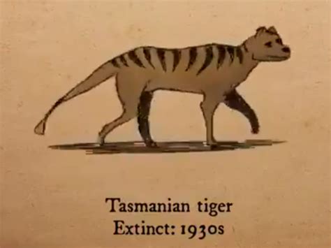 100 Recently Extinct Animals | vlr.eng.br