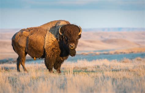 Governor Gianforte Appeals Judge’s APR Bison Grazing Decision - Montana ...