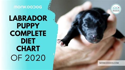 Labrador Puppy Complete Diet Chart - Monkoodog