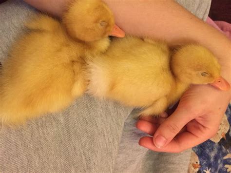 How to Care for a Pet Duck (with Pictures) - wikiHow