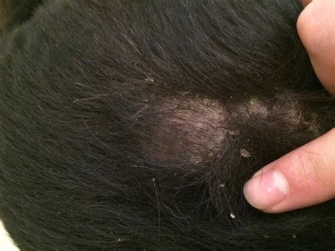 Dog losing hair and flaky skin - Mites/Mange?