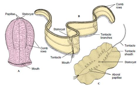 Phylum Ctenophora | Radiate Animals | The Diversity of Animal Life