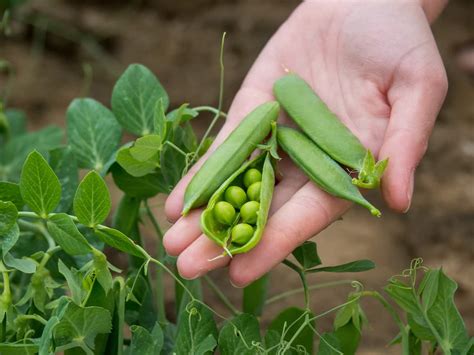 How to Grow Peas Faster: Best Tips to Increase Flowering, Fruiting, and ...