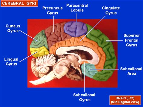 The Neurocritic: Happiness Is a Large Precuneus