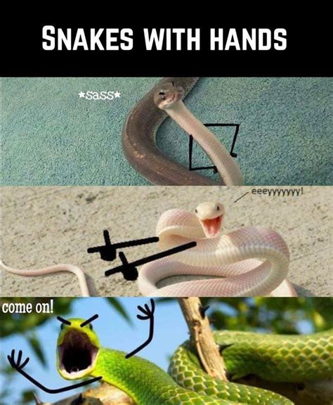 Who Knew Snakes Could Be So Cute - Memebase - Funny Memes