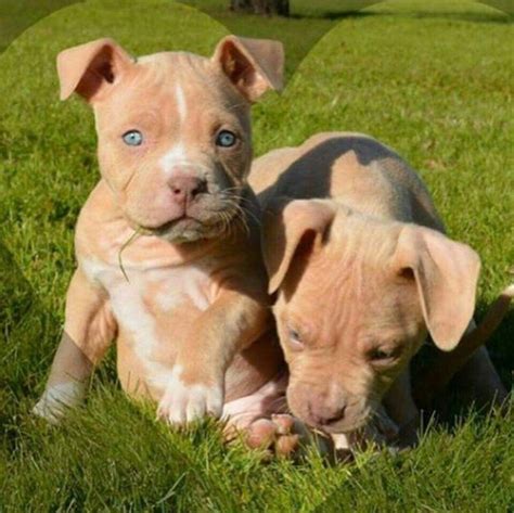 Baby Pitbull Blue Eyes