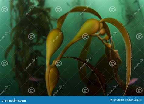 Detail of Giant Kelp in California Waters Stock Image - Image of conservation, climate: 151546315