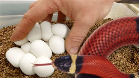 How To Take Care Of Snake Eggs - Snake Poin