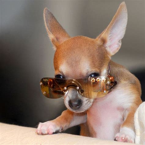 The Daily Cute: 15 Dogs Wearing Sunglasses | Cute animals, Cute animal pictures, Cute dogs