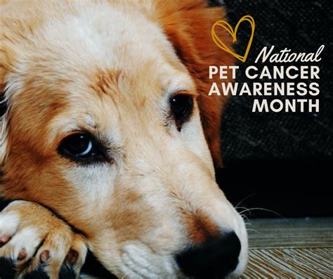 National Pet Cancer Awareness Month