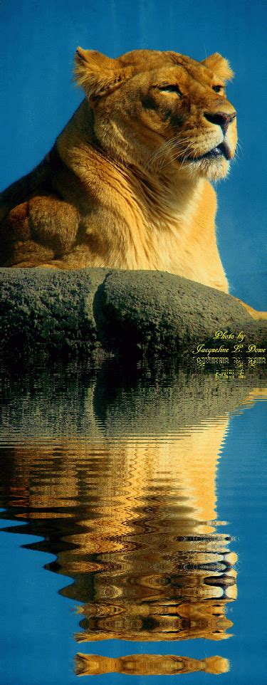 Lioness reflection | Big cats, Wildlife, Animals