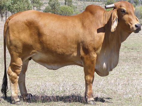 Brahman Cattle