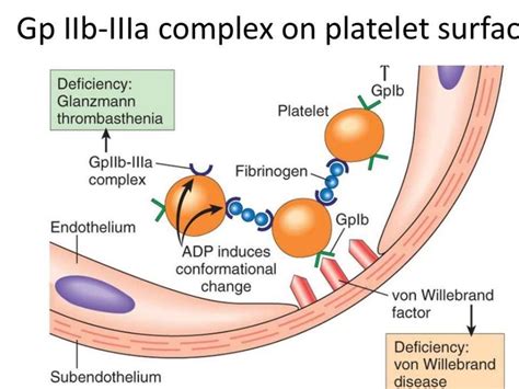 Platelet Aggregation