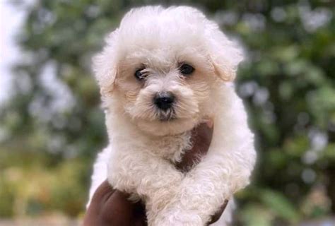 25 Best Dog Breeds For People With Allergies