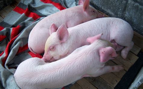 HD Wallpaper of Cute Sleeping Piglets