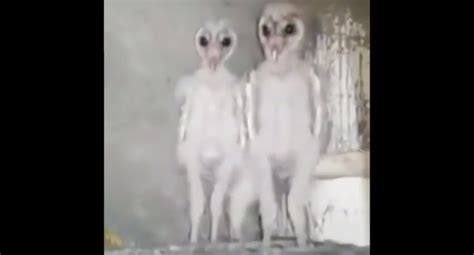 Turns out those alien reports could have been baby owls after all - NZ Herald