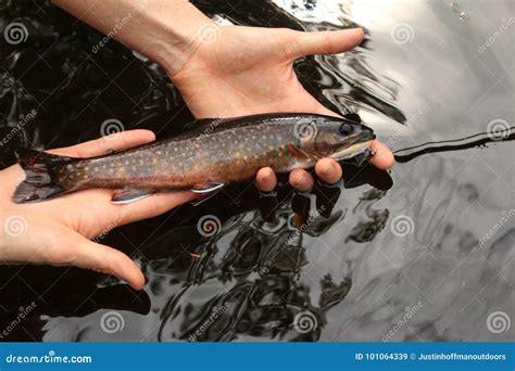 Brook Trout Speckled Trout Fly Fishing Stock Image - Image of brook, speckled: 101064339