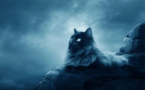 Mystic Cat HD Wallpaper