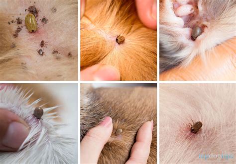 How Do Tick Bites Look Like On Dogs