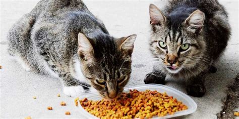 Common Concerns About Community Cats - LifeLine Animal Project