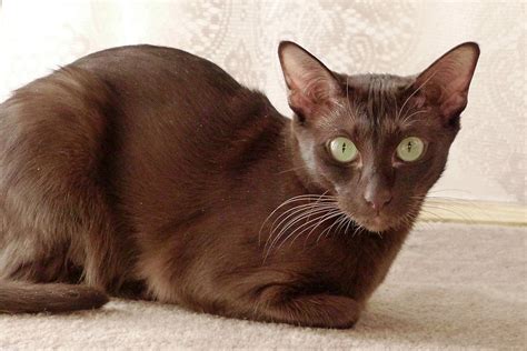 Havana Brown Cat: Breed Info, Pictures, Temperament & Traits | Pet Keen