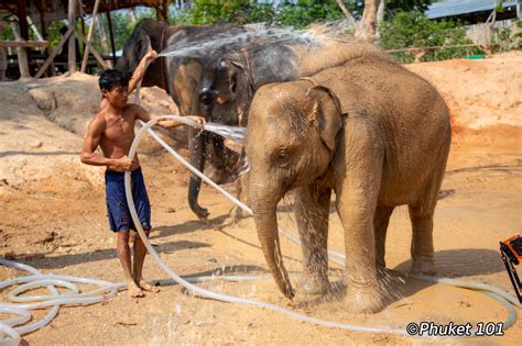 Phuket Elephant Retirement Park - PHUKET 101