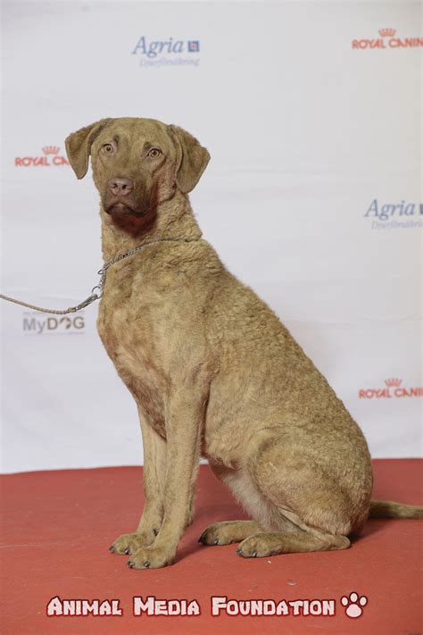 Chesapeake Bay Retriever Colors - Animal Media Foundation