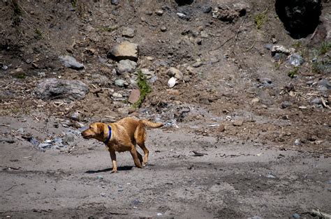 Red Lab Running Free Stock Photo - Public Domain Pictures