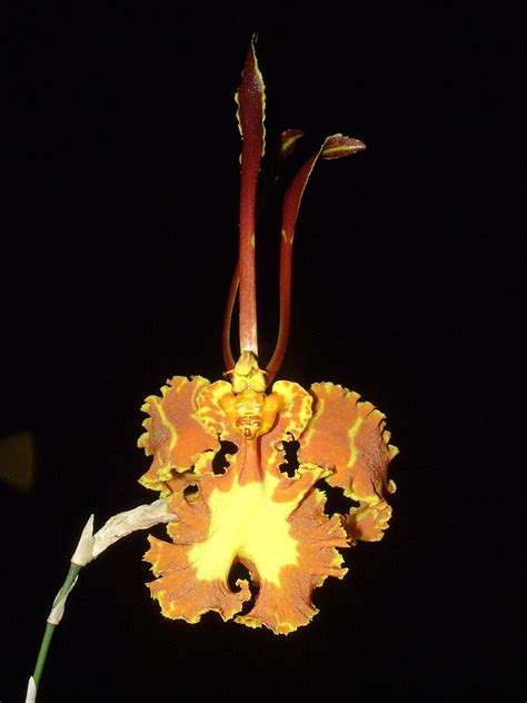 File:Oncidium papilio Orchi 03.jpg - Wikimedia Commons