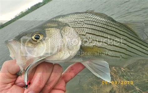 FishnDave: More Shad-style Fly Patterns