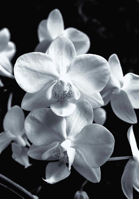 Orchids Black And White Photograph by Jeff Townsend - Fine Art America