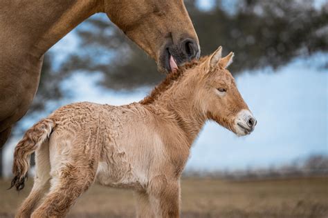 Przewalski’s Foal Offers Further Hope for Conservation Cloning