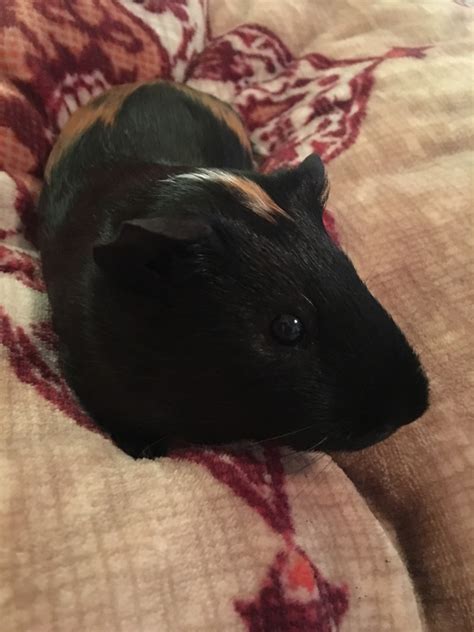 Peruvian Guinea Pig Rodents For Sale | Santa Ana, CA #314562