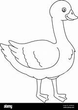 Goose Coloring Page Isolated For Kids Stock Vector Image & Art  Alamy sketch template