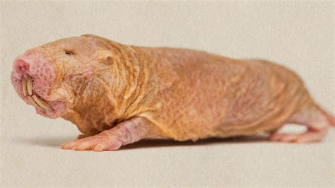 What naked mole-rats can teach us about treating cancer - BBC Future