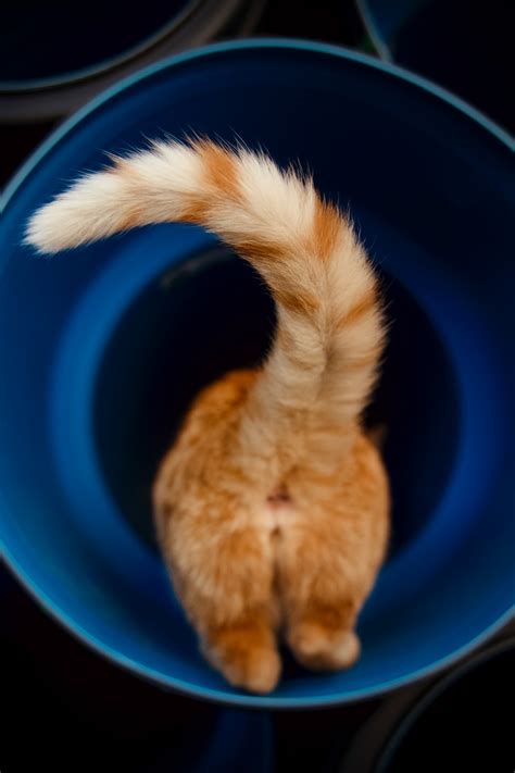 Why Do Cat's Tails Puff Up? ( 8 Surprising Reasons) - AnimalFate